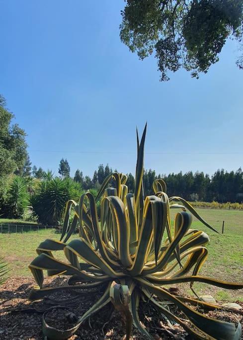 Quinta Flores Ferreira do Zêzere Εξωτερικό φωτογραφία